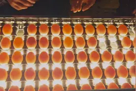 如今鸡蛋行业内卷如此严重，市场竞争这么激烈，为什么视频封面