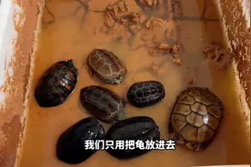 入冬了你的龟冬眠了吗？看看我的泥水冬眠，相当省心#养龟日常视频封面