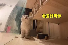 当小猫因为太调皮被关禁闭2——小猫哭泣居然有啜泣声！视频封面