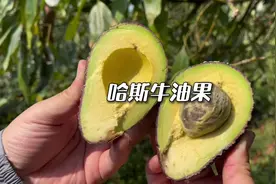 牛油果虽然是种有争议的水果，但国产牛油果是真的好吃视频封面