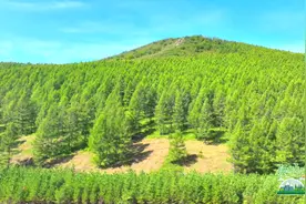 牢记总书记嘱托·我们砥砺前行|青山林场：我不负青山 青山不负我视频封面
