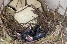 鸟🦜类来家筑巢，从风水上讲这是好事，是吉祥之兆视频封面