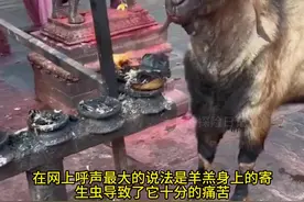 小羊羔直接钻进火炉，那这究竟是怎么回事呢 #神奇动物在抖音