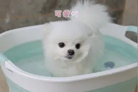 滚滚小盆友又来洗澡啦！超级乖的 #宠物spa #狗狗洗澡 #博美