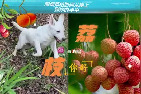 【你好 荔枝】今年深圳西丽果场的荔枝已经开始售卖啦视频封面