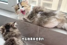 以为是串串，却没想到串的这么成功？#金渐层与布偶