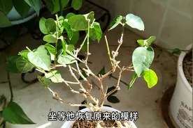 茉莉花枝条徒长叶子变大，发黄还总也不开花，你可以这样养护视频封面