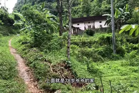 78岁爷爷独居荒废的小山村，喜欢酿芭蕉酒，每次来都把他的酒买光