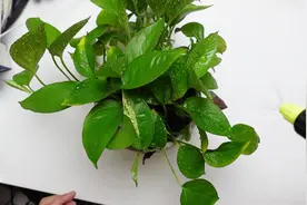 电动喷壶浇花喷水喷雾器开箱试玩拆解，看看内部结构原理视频封面