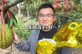 冻榴莲和鲜榴莲哪个好#榴莲 #榴莲爱好者 #榴莲控视频封面