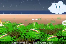 你吃过爆裂西瓜么 那为什么西瓜会裂开呢 听听科学解释#科普视频封面