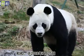 和总，听说你今年要工作啦？视频封面