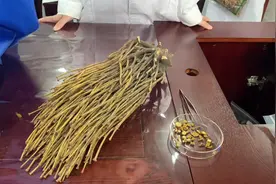 中药材鉴别系列－－槲寄生 #中药学专业 #高考视频封面