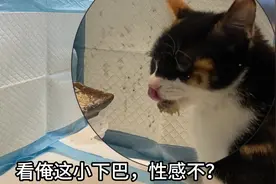 #谁家好猫这样吃饭啊 🤷🏿‍♀️ #这小猫谁养谁不迷糊啊 🙃
