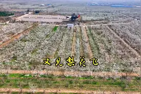 运城泓芝驿：又见梨园花飞雪#运城 #同城热点 #无人机航拍视频封面