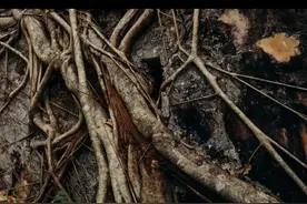 让树根腐烂的方法#苗木 #苗木网 #树根视频封面