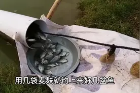 小伙用塑料管制作捕鱼神器，轻轻松松搞定一盆鱼#户外捕鱼视频封面