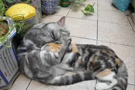 猫咪喂奶能喂到几个月呢？看看咱家的，5个多月了，还在喂奶