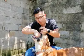 狗干吃不胖毛发杂乱呕吐，狗主人出手轻松解决#狗猫驱虫