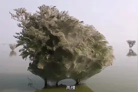 数百万蜘蛛爬上大树，吐丝结网，安家产卵，繁衍后代#未解之谜
