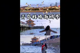 青岛每年11月至来年4月份海鸥从西伯利亚飞来青岛栖息过冬