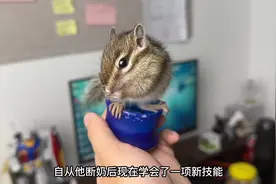 打造猫咪城堡第二期来啦#布偶猫 #猫房 #打造视频封面