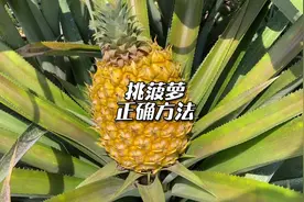 网上的方法多数都不对，普及一下最全最正确的挑菠萝方式视频封面