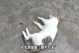 养猫久后才知道，它见到你就“躺下打滚”，是表达这些信号！
