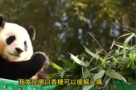福宝的新饲养员叫曾文，是饲养熊猫的专家#大熊猫福宝视频封面