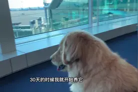 怎样带狗狗坐飞机（出国），简单的说明了一下，这个视频有点长视频封面