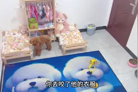 通过监控跟狗交流 #监控下的一幕 #看一遍笑一遍