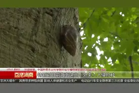 海口雨后大蜗牛频繁出没，系入侵物种“非洲大蜗牛”！视频封面