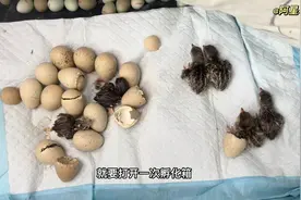 第一批孵化的鹧鸪出壳啦#人工孵化 #鹧鸪 #孵蛋视频封面