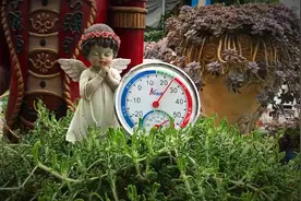 多肉户外养护可以淋雨吗？正确的方法教给你！#多肉养护小技巧