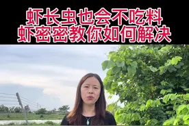 高温天气养虾最容易长虫