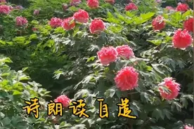 诗朗读巜自遣》，作者罗隐，朗读者释家慧慧 得即高歌失既休视频封面