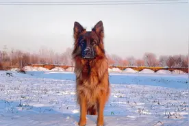 这大狼狗对狗子很凶，对主人很温顺#德国牧羊犬 #我的狗子视频封面