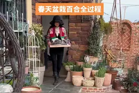 春天是一年中种植百合的好时候视频封面