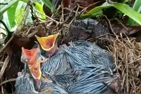 老幺总吃不上，母鸟为何吃幼鸟粪便？#母鸟喂食 #爱鸟护鸟视频封面