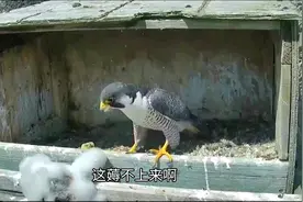 不能说的秘密#3哥搞笑配音