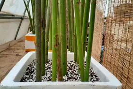 做月季棒棒糖，难得不是嫁接，而是先得把蔷薇杆子扦插成活视频封面