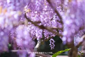 💜被世博园的紫藤花美到失语！ （拍摄于2025.3.24） #昆明视频封面
