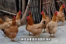 鸡滑液囊支原体#养殖户 #养鸡 #禽医刘帆 #养殖小知识视频封面