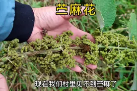 路边的苎麻，在以前农村人常收采它，看看如何处理苎麻花#三农