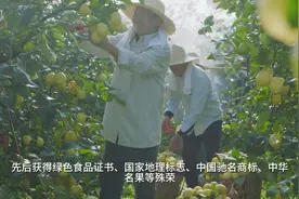 中国柠檬看四川，四川柠檬看安岳视频封面