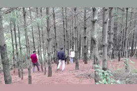 中国最高产的黑松露基地#大自然的馈赠视频封面