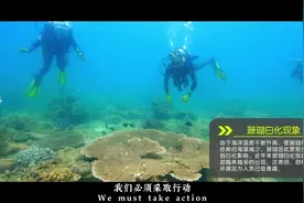 保护珊瑚，拯救海洋生命！一起行动，减少污染，支持可持续渔业视频封面