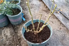 冬天裸根苗上盆的重点，只要把3点做到位，成活率不用担心#三农视频封面
