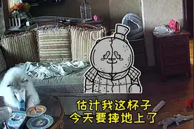 养狗一定要装监控，还得看回放#萌宠 #狗狗 #萌宠vlog