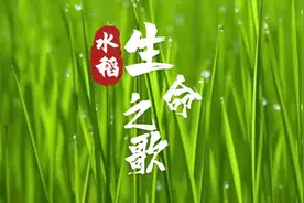 深读丨水稻生命之歌#杂交水稻 （来源：海南日报）视频封面